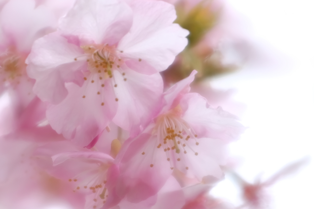 sakura