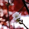冬桜2