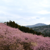 河津桜の丘