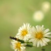 初秋 花咲く