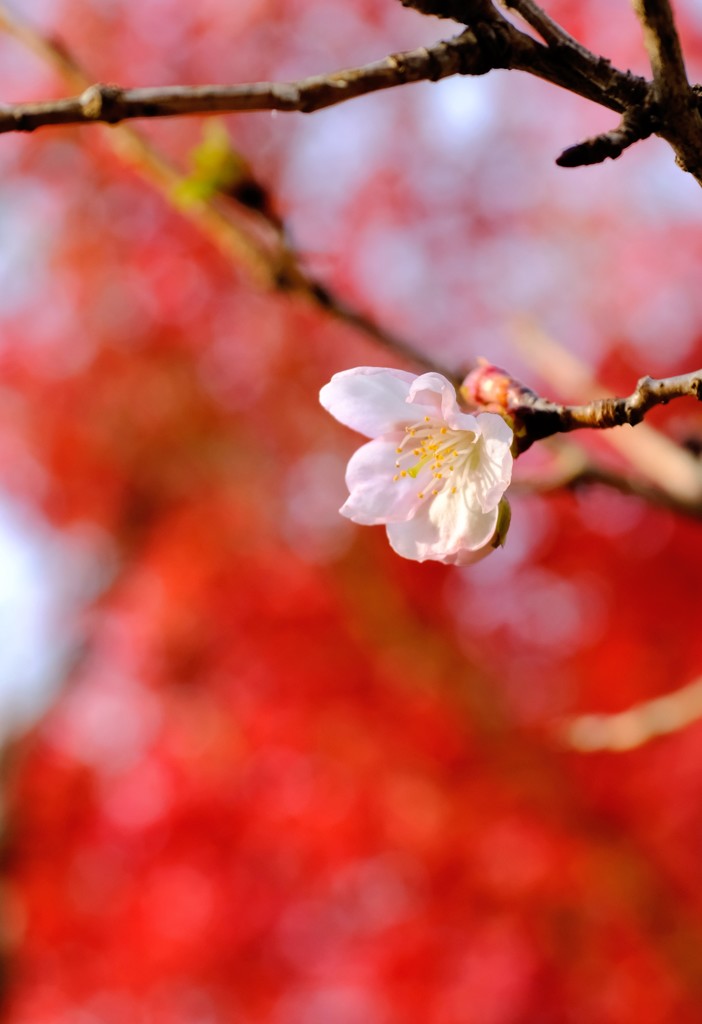 咲く桜 色づく紅葉