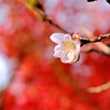 咲く桜 色づく紅葉