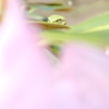 かえる