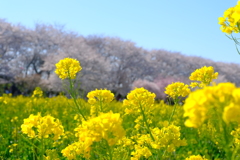 権現堂桜堤2