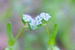 小さな  恋のうた