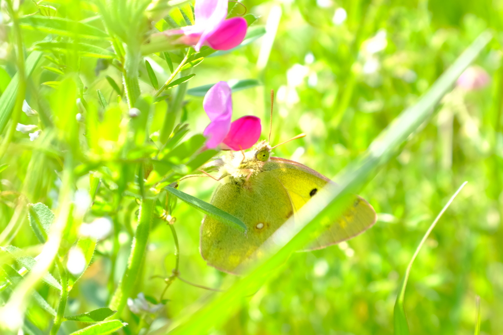 yellow butterfly