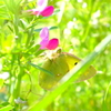 yellow butterfly