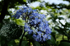 梅雨の 花