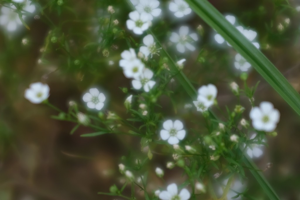 小さき花2