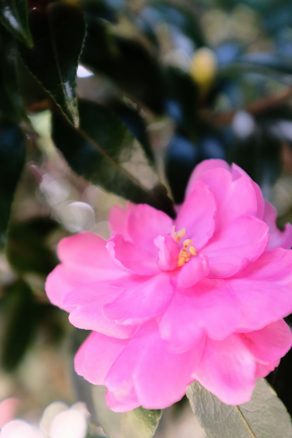山茶花