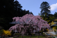 太山寺〜枝垂れ桜