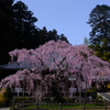 太山寺〜枝垂れ桜