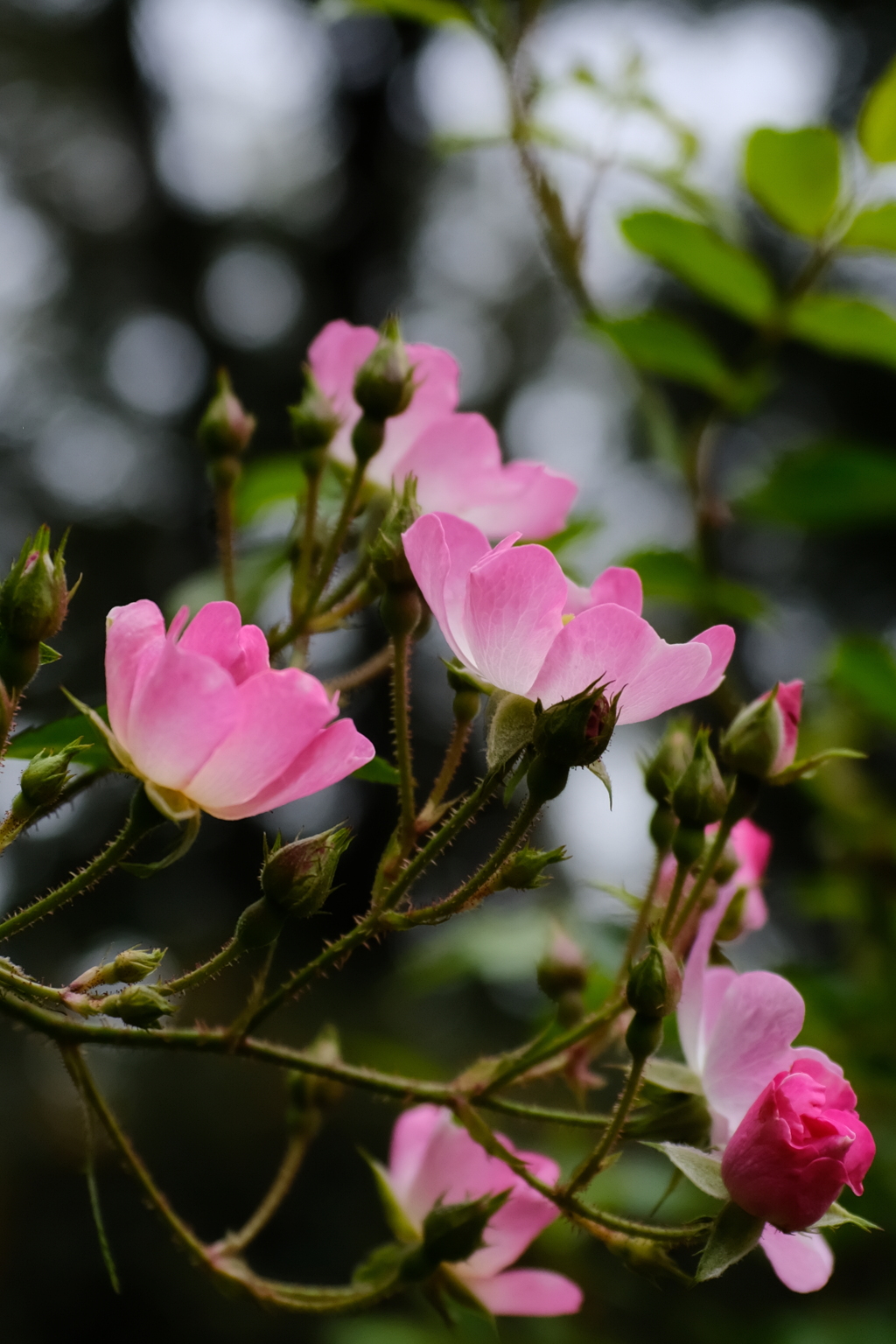 桜の  ように