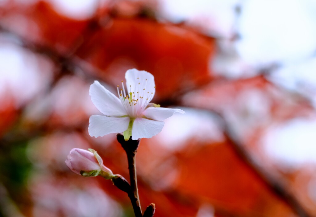 美しき  桜