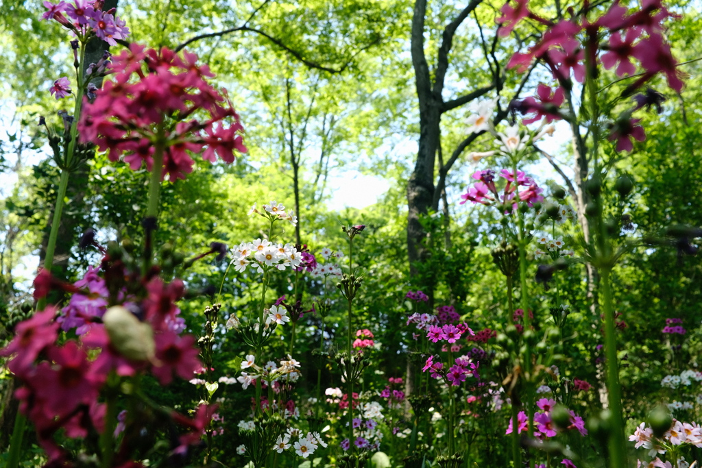 森林の花