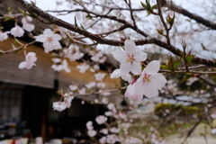 大内宿の桜