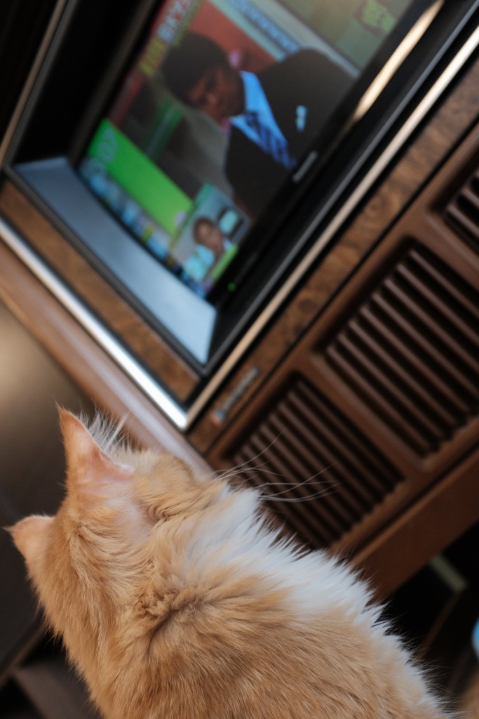 テレビ気になる！