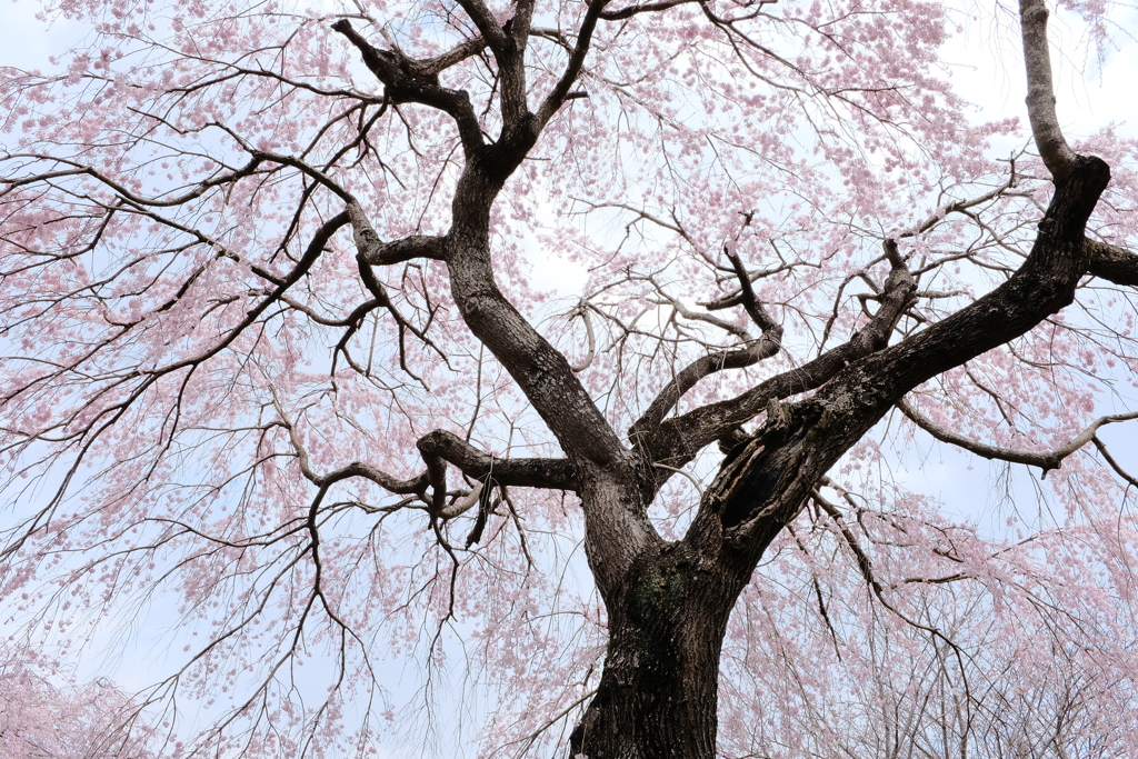 枝垂れ桜 2