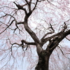 枝垂れ桜 2