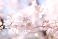 春の  音