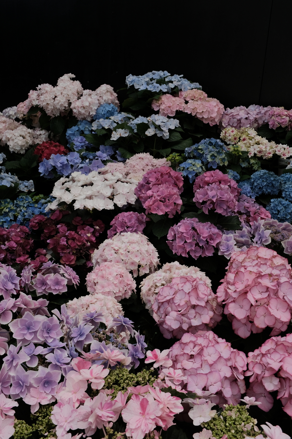 紫陽花展 2