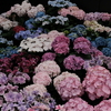 紫陽花展 2
