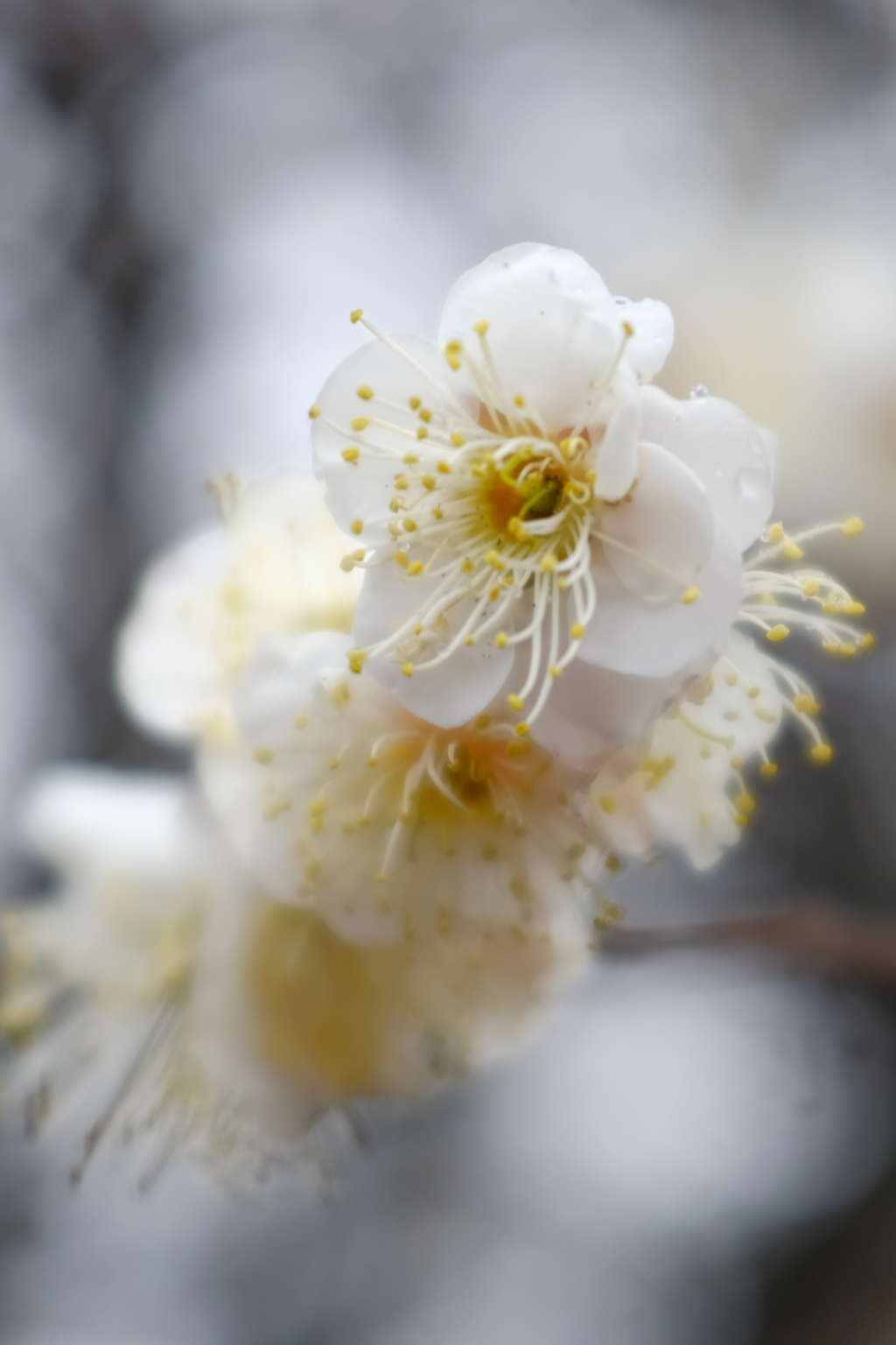 白梅 の 香り