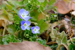 小さくも 可憐な  花