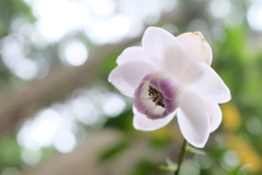 蓮華升麻 2