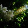 森の希望