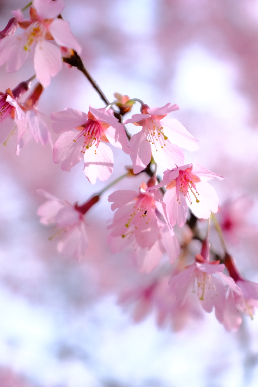 寒桜