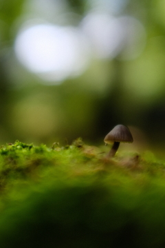 森林の育み