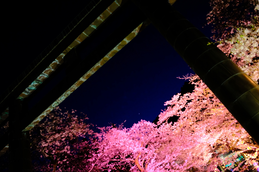 夜桜