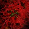 紅 花弁