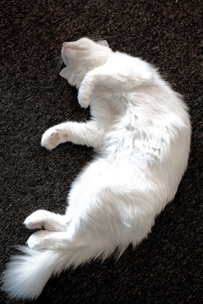 眠り猫  