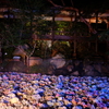 紫陽花の池 2