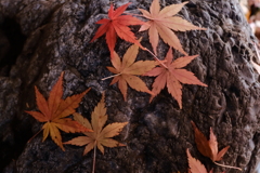 落ち  彩る
