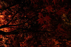 燃  紅葉2