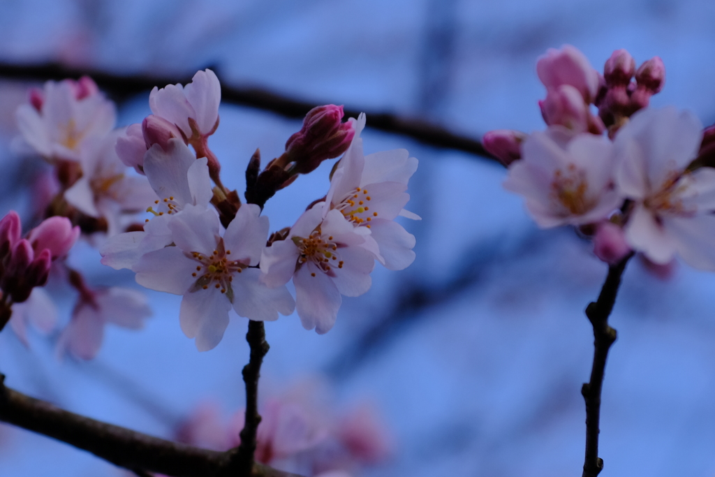 淡墨の桜