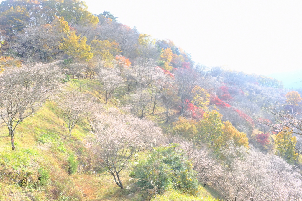 桜山公園