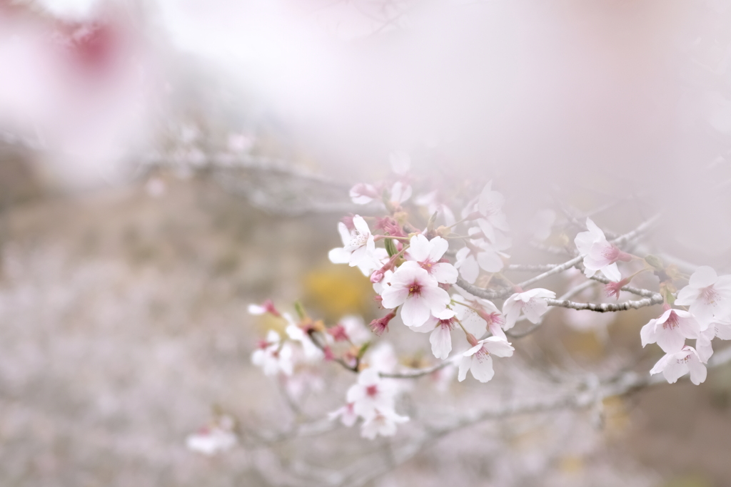 桜