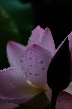 雨露