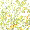 色あせ  色めく