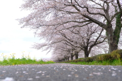 桜  並木