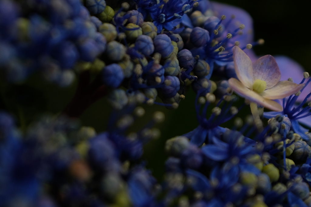 紫陽花
