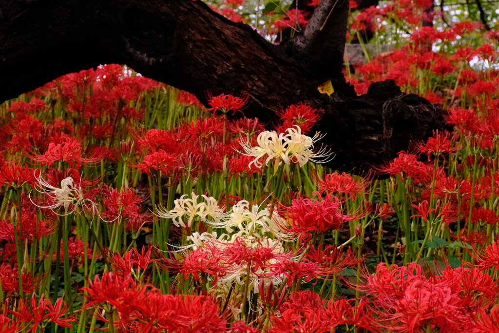 権現堂公園 曼珠沙華5