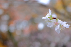 冬桜　2