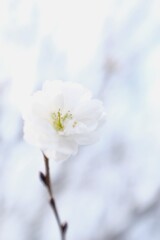 1輪