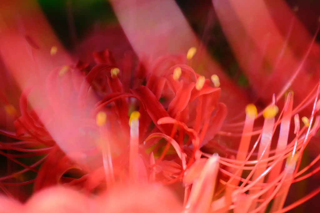 曼珠沙華2