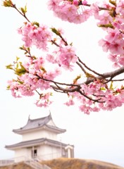 河津桜 3